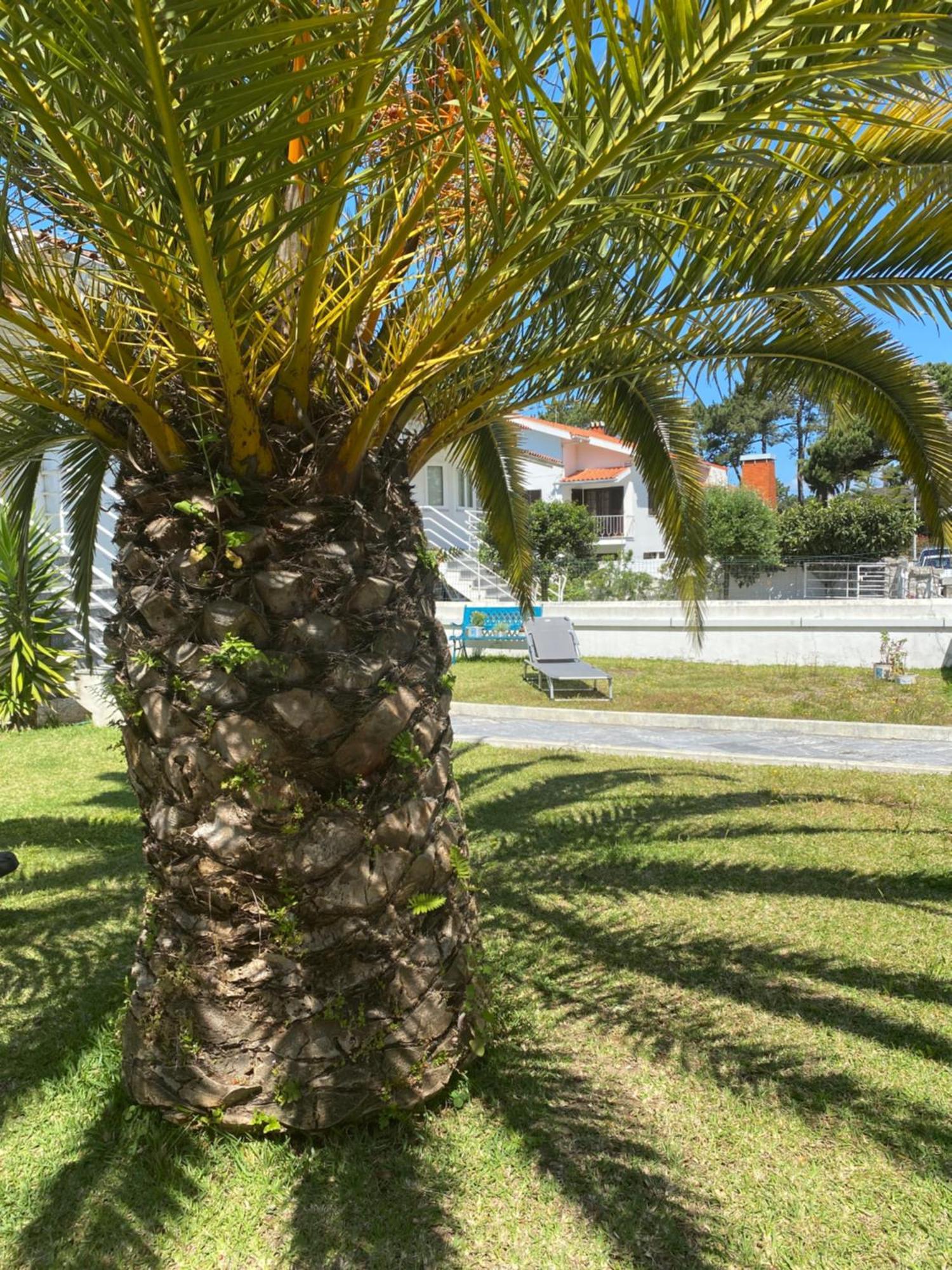 Itaca Experience Playa Do Cabedelo Appartement Viana do Castelo Buitenkant foto